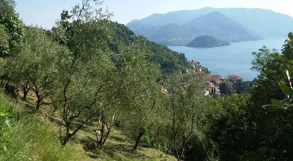 Uliveto in pendio a Perledo affacciato sul lago di Como, con un borgo sulla riva e Bellagio sullo sfondo